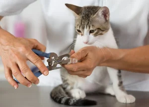 Pets and Pet Care